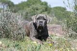 CANE CORSO 332